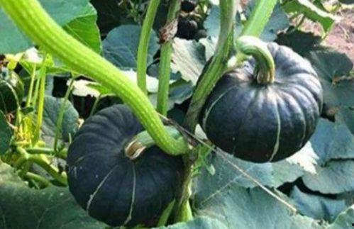 又吃瓜又唱歌的網紅,揭秘又吃瓜又唱歌的網紅魅力 第3張 又吃瓜又唱歌的網紅,揭秘又吃瓜又唱歌的網紅魅力 第3張