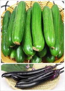 黃瓜農(nóng)藥爆料方法視頻教程,輕松掌握安全食用技巧 第3張 黃瓜農(nóng)藥爆料方法視頻教程,輕松掌握安全食用技巧 第3張